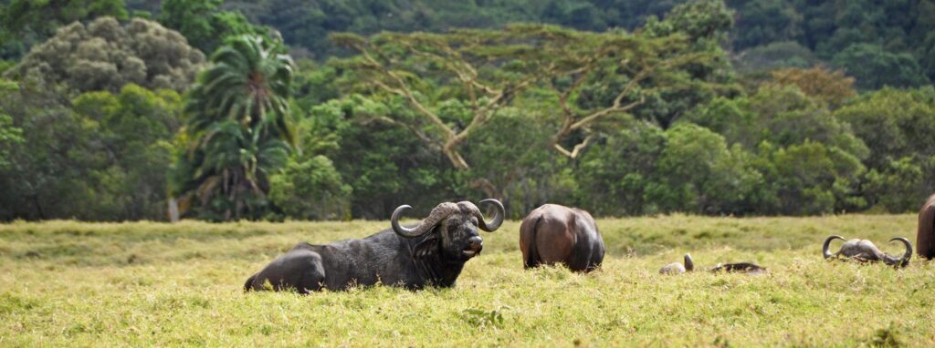 a buffalo