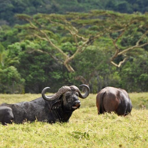 a buffalo